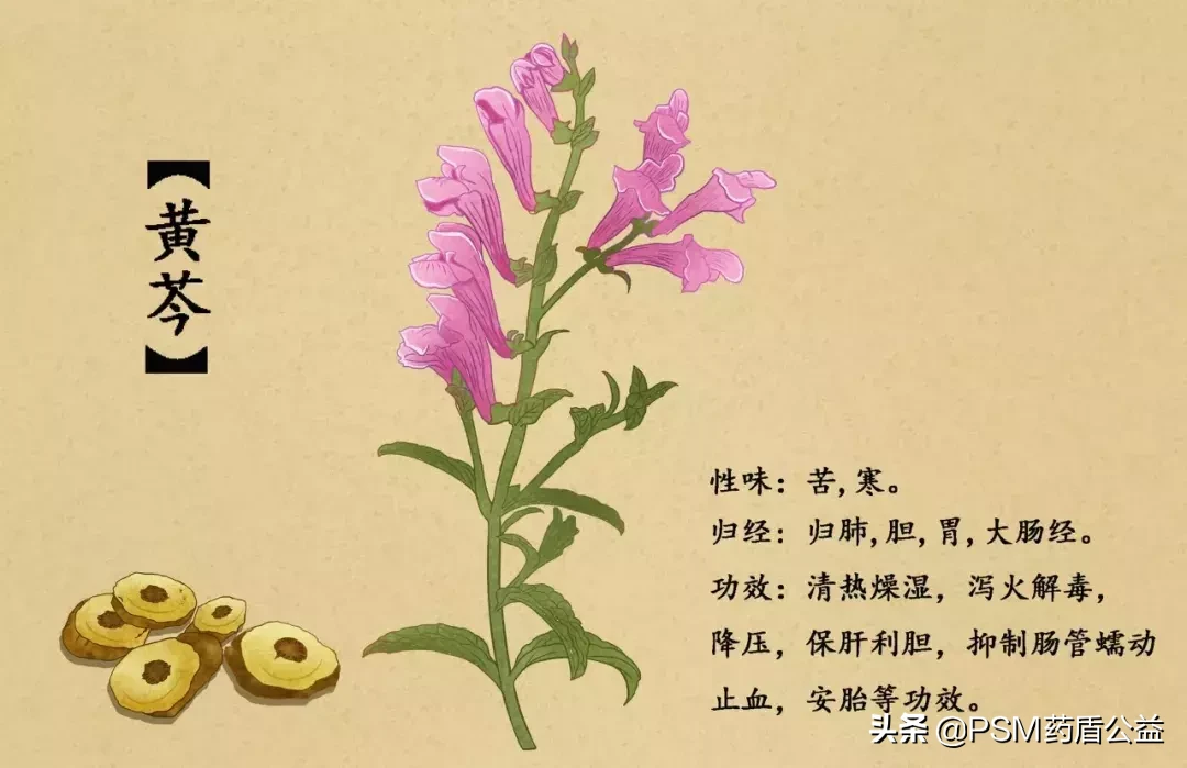 春暖花开，送上手绘中草药图谱~