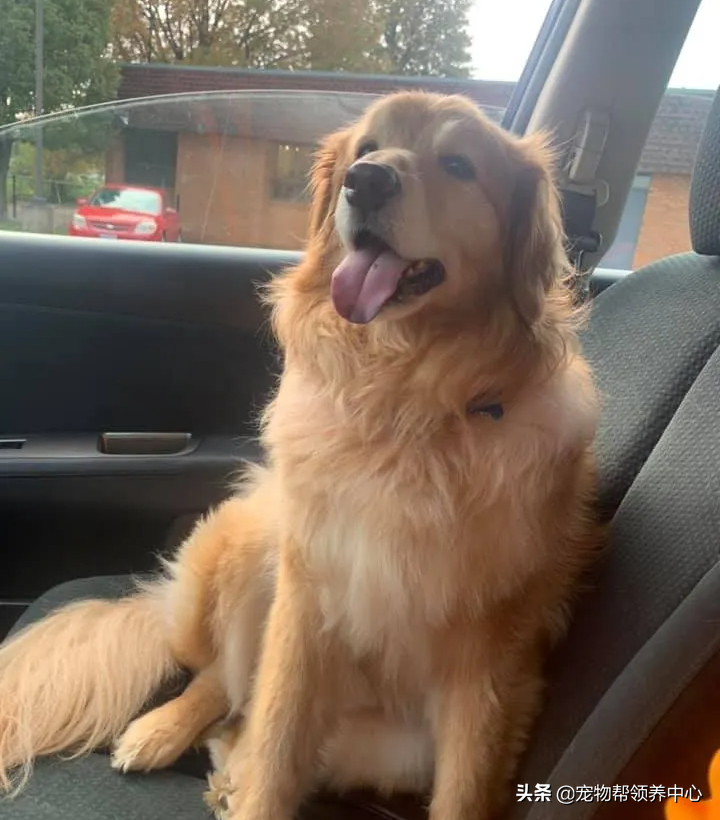 金毛因太凶要被安乐，男子勇敢收养后发现，它