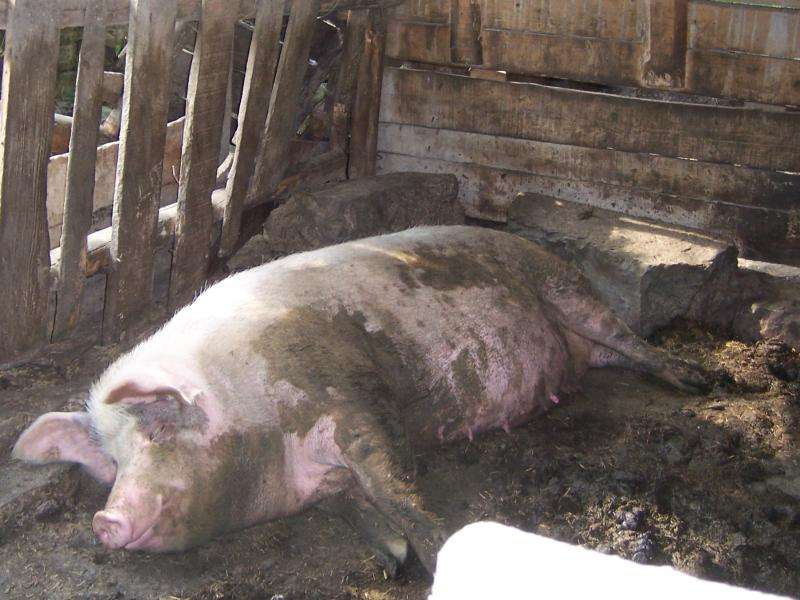 河北乡民发现猪圈频繁被盗，专家连夜赶来，原来下面住着开国皇帝