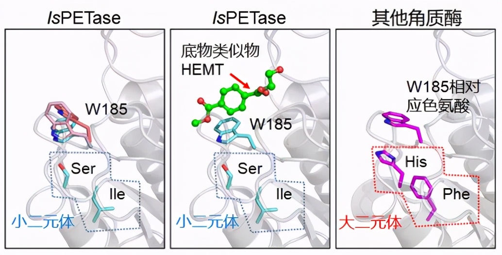 湖北大学获“新秘方”可短期内制造大量、低价的高活性塑料降解酶