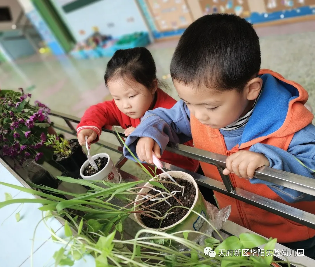 苏醒的种子 萌动的春天丨天府新区华阳实验幼儿园植物育成记