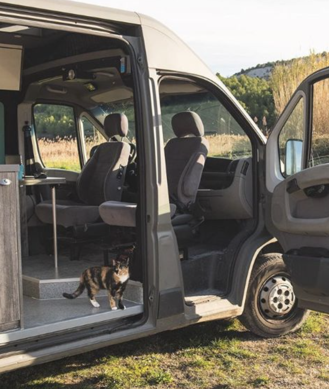 猫咪主动跳上车，能有啥坏心思？只不过想来一场说走就走的旅行