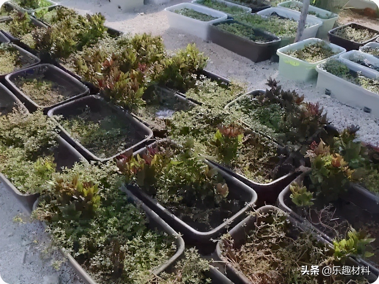 150多万株热带植物扎根南沙，三大岛加速转变成真正的自然岛