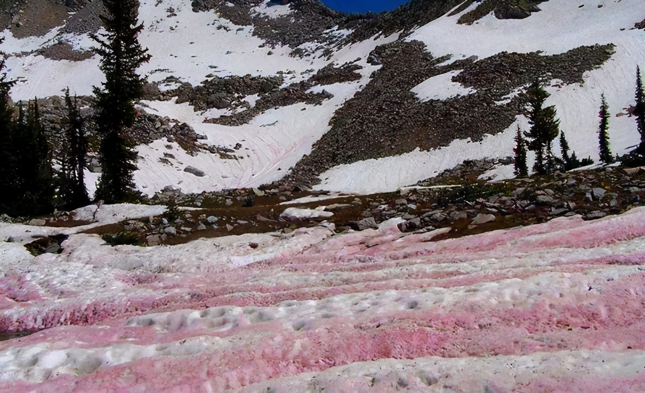 南极又一次出现西瓜雪，这下人类真的要警惕了