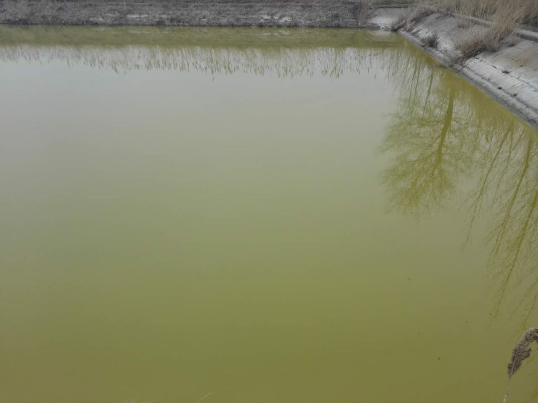 八种常见水产养殖水质！速来辨别你的池塘