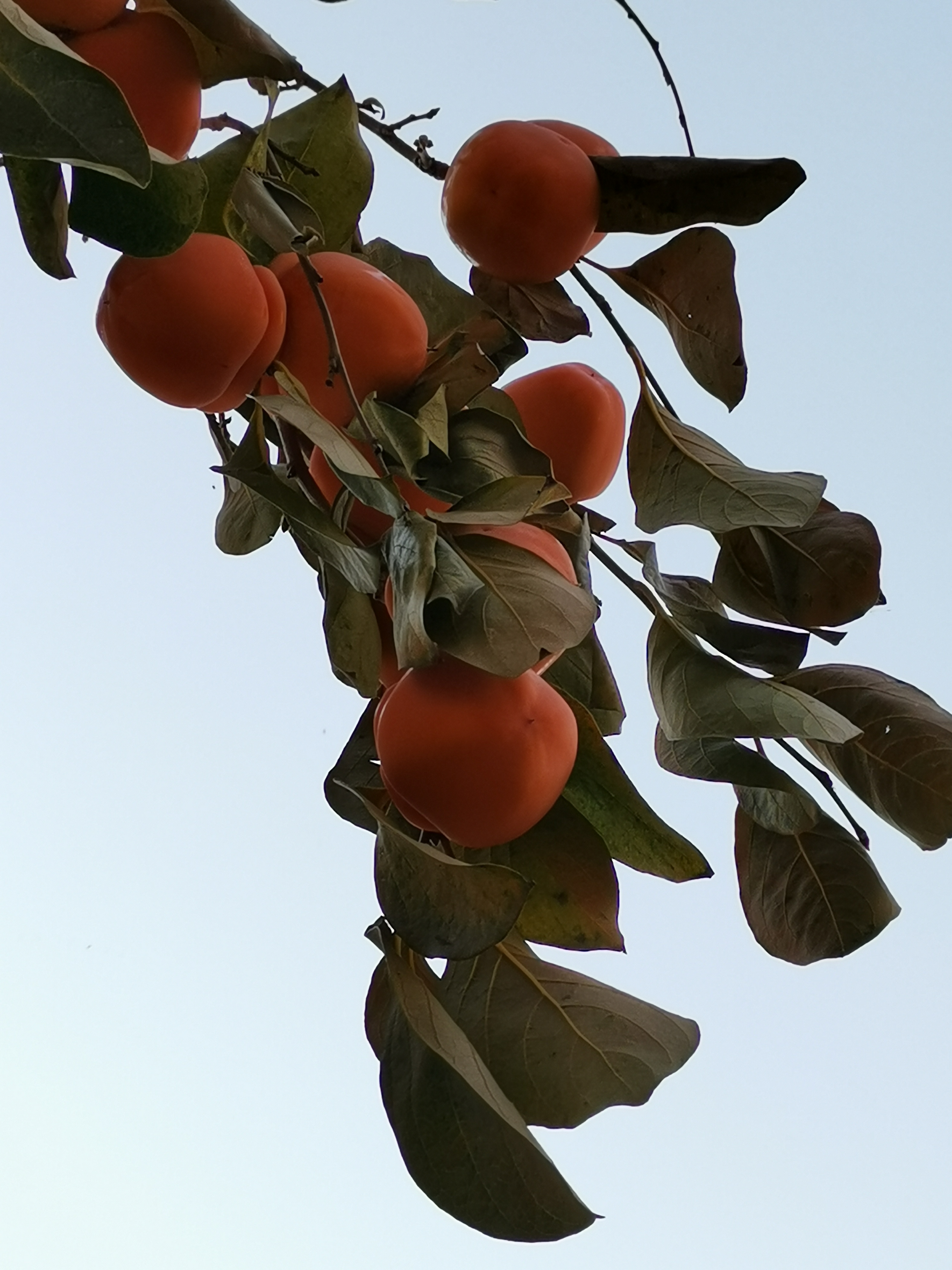 初冬的涉县赤水湾有一种美，叫柿子红了