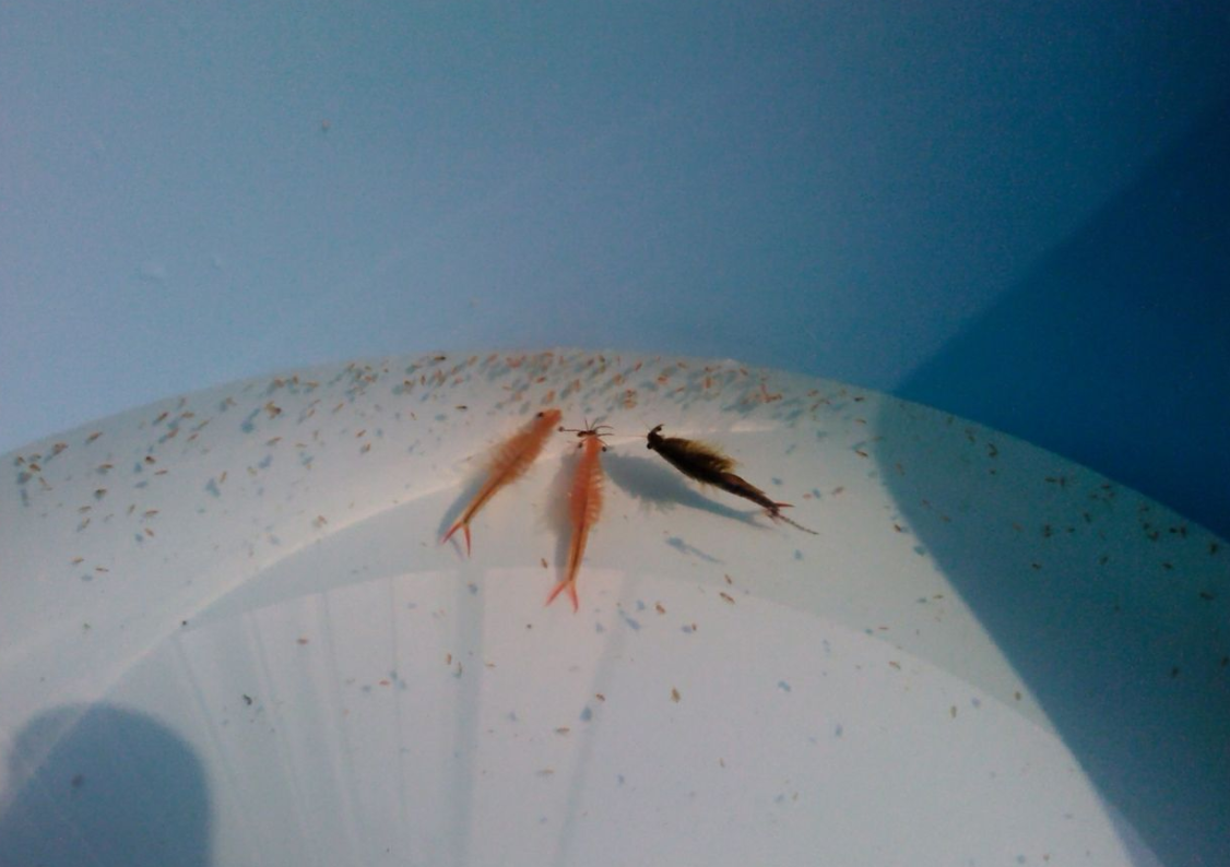 江苏连云港江苏现2亿年前物种仙女虾罕见活化石古老物种虾