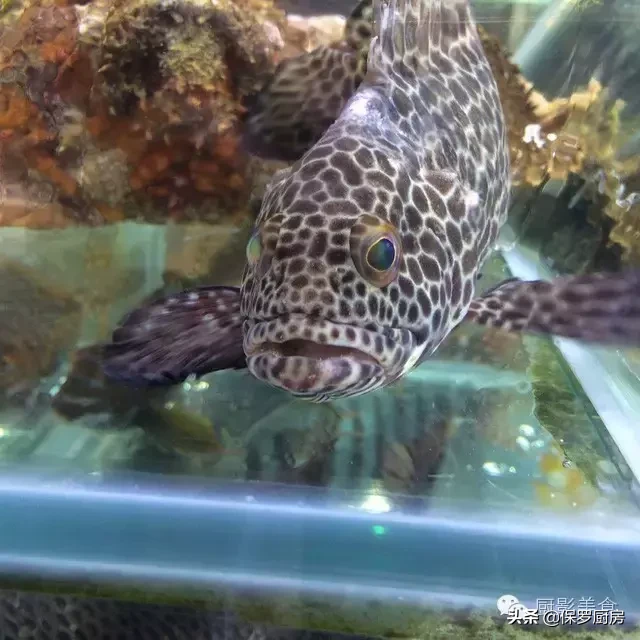 史上最全的顶级“海鱼”海鲜大全,全吃过的你人生就到达了巅峰!