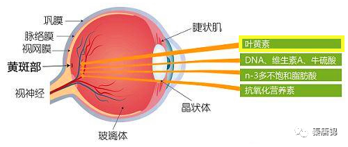 秦唐锦丝绸2020 琹唐锦黄金丝-帝锦 正式发布