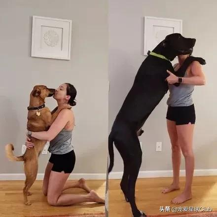 大丹犬 一辆车都装不下的狗 宠爱星球club Mdeditor