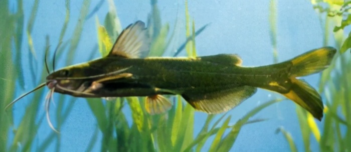 pseudobagrus eupogon boulenger▼129岔尾黄颡鱼鮠科(黄腊丁,49丝)