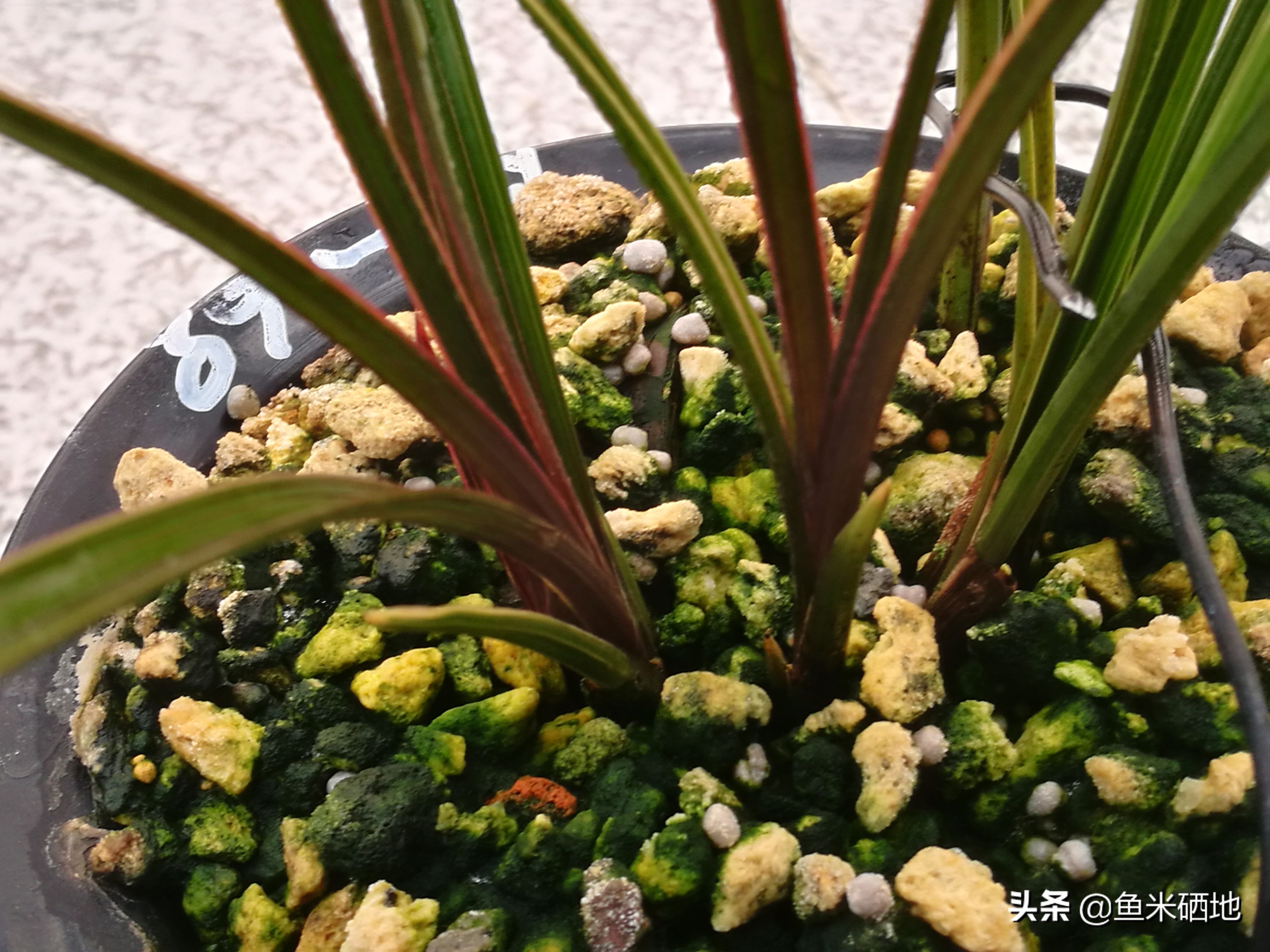名品兰花,蕙兰红香妃边草,新苗太漂亮了!