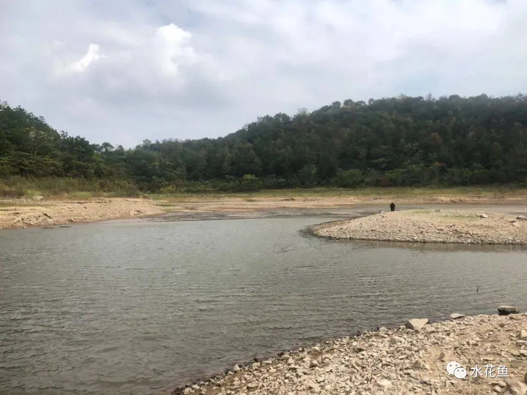 浮游动物与水产养殖:不能多也不能少,保障水生态系统的生物平衡
