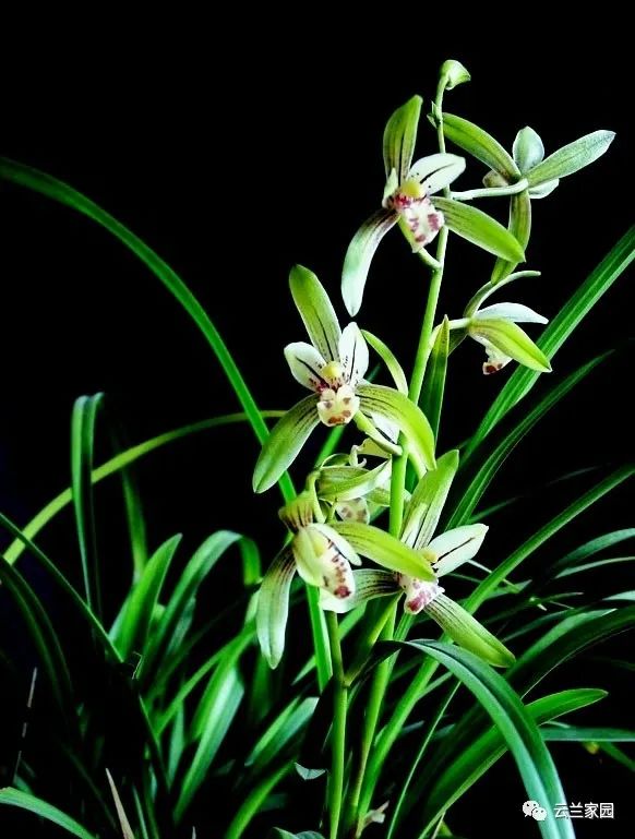 詳解春蘭 蕙蘭 建蘭 寒蘭 墨蘭 春劍 蓮瓣蘭的鑑別 資訊咖