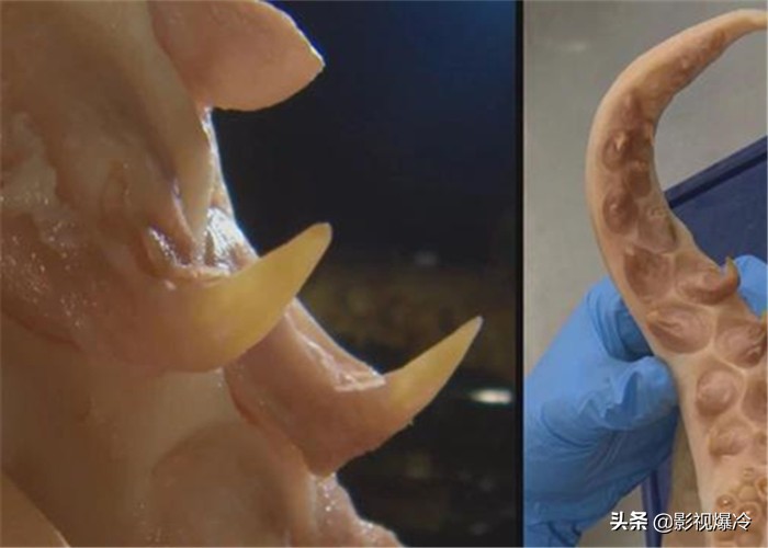 专家在2100米海底发现冥河水母，长度达到10.9米，如幽灵一般