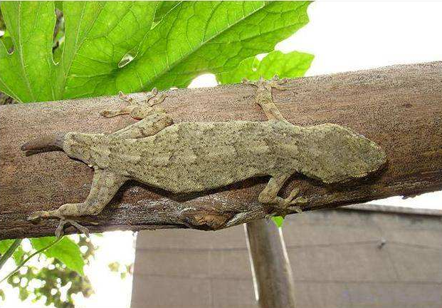 当遇到危险的时候，蜥蜴为什么要放弃自己的尾