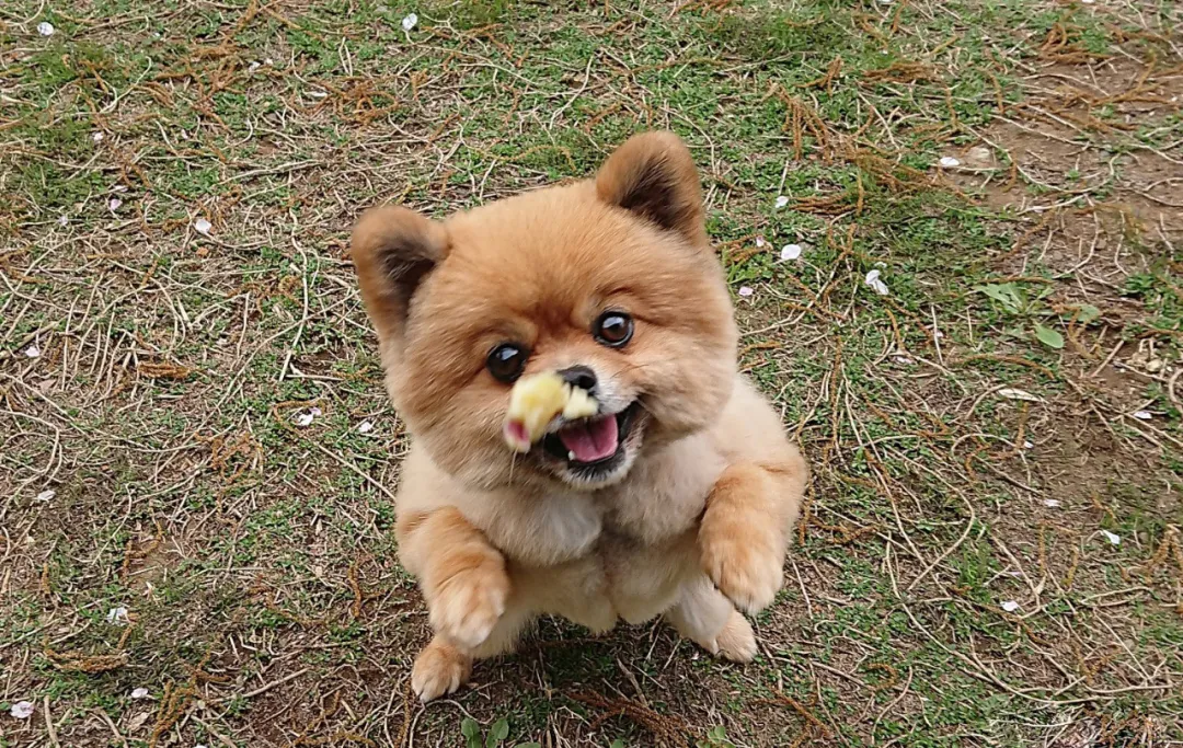 绝了 跟网红俊介不一样的博美犬 这6块腹肌真是震惊到我了 宠物萌宠秀 Mdeditor 绝了 跟网红俊介不一样的博美犬 这6块腹肌真是震惊到我了 宠物萌宠秀 Mdeditor
