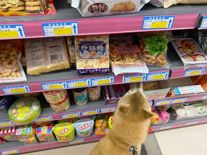 领着柴犬去超市，它叼起火腿肠，主人非常感动：谢谢你这么暖心呀