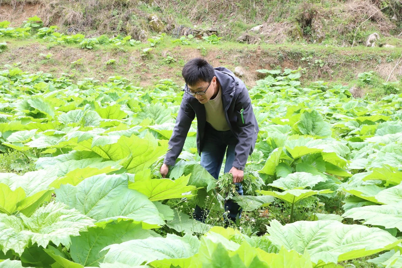 重庆特色产业中药材：综合产值达480亿元，成为地区扶贫王牌