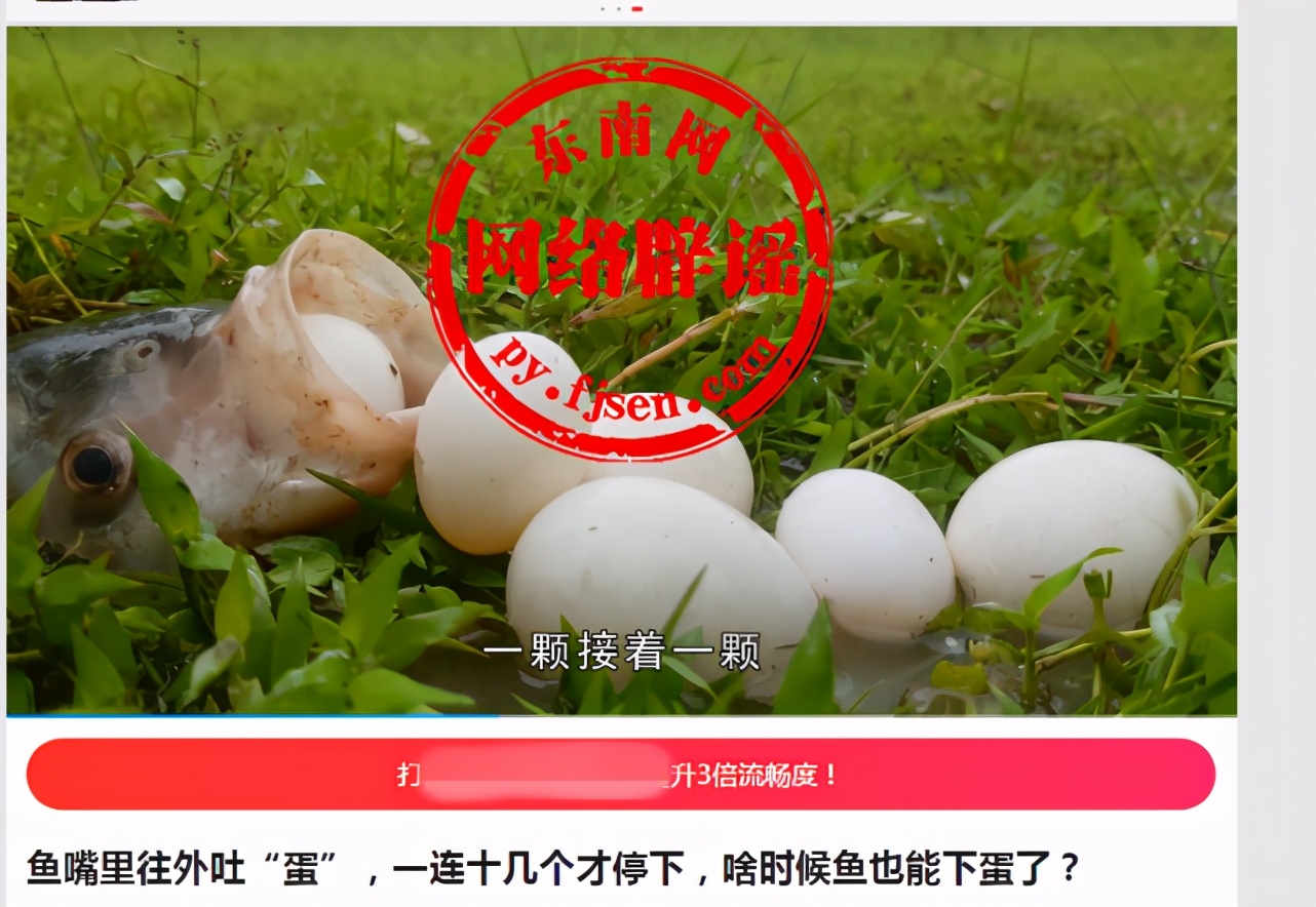 鱼嘴里连续往外吐“蛋”，会生蛋的鱼？真相揭晓了