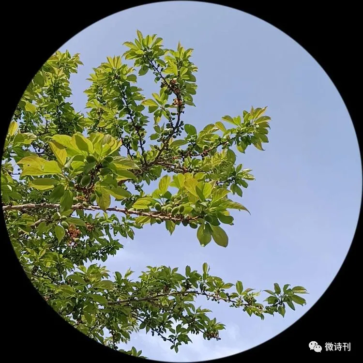 新诗推荐:著名诗人安娟英诗歌专辑