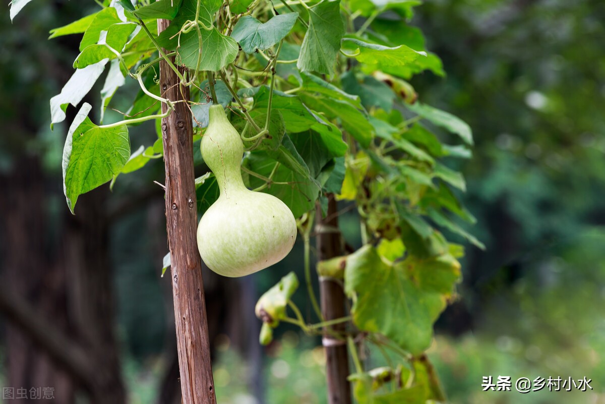 院子里有空地，种植一棵“葫芦”很省心！挂在家里能降瑞除邪