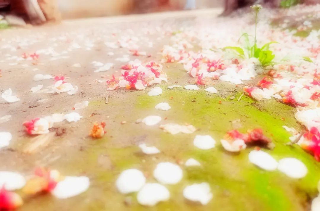花瓣飘落的唯美句子  形容樱花瓣落满地的诗句图片