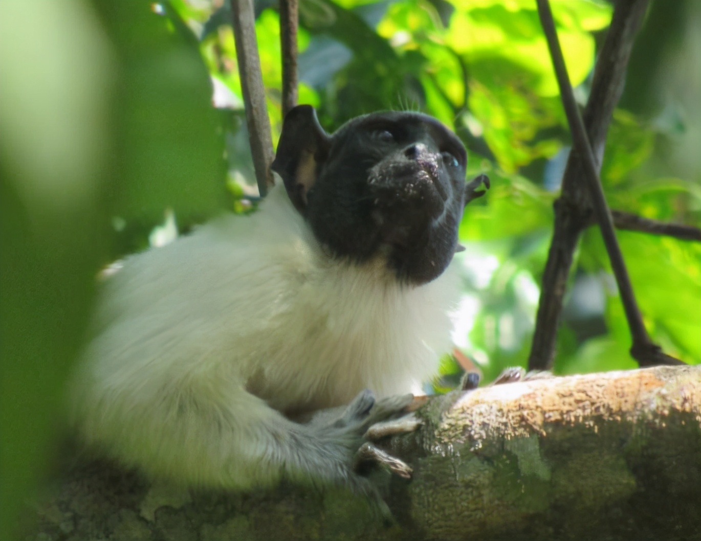 靈長類動物會調整"口音"，避免衝突