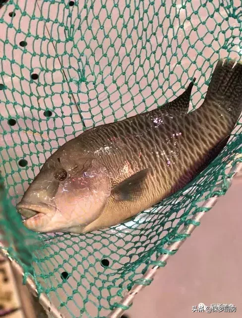 史上最全的顶级“海鱼”海鲜大全,全吃过的你人生就到达了巅峰!