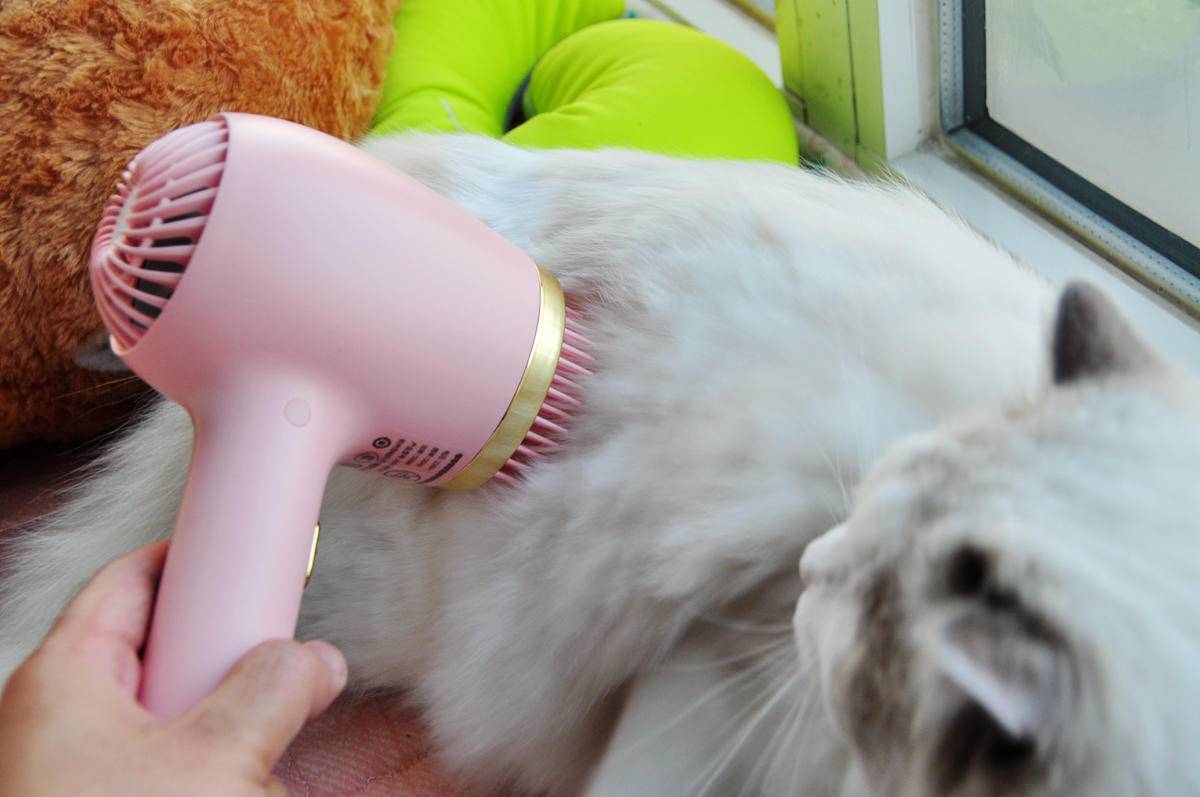 呵护宠物从吹梳开始，嗷喵喵智能宠物吹风梳体验