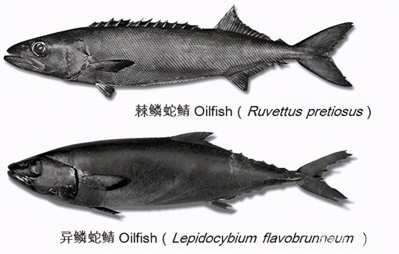 神奇的油鱼吃完就会腹泻流油化身喷射战士为啥会这样