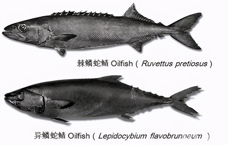 神奇的油魚，吃完就會腹瀉流油化身“噴射戰(zhàn)士”，為啥會這樣？