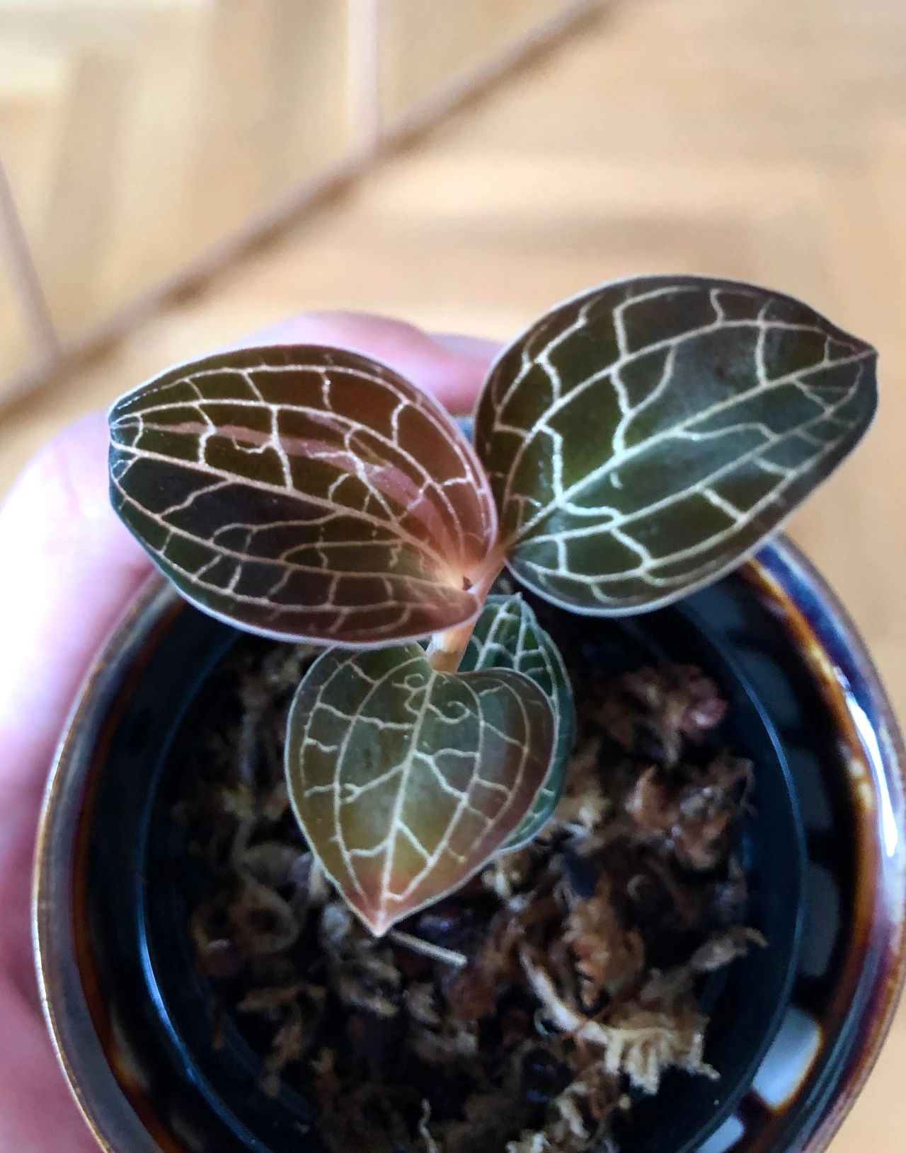 很招人喜欢的宝石兰 叶子闪闪发光 但注定是小众的观赏植物 养花交流 Mdeditor