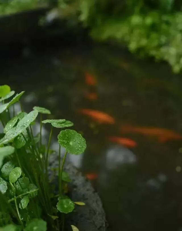 一個小院，一草一木，一花一葉，皆是清歡