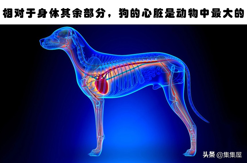 关于大自然的动物们，你所不知道的10个冷知识-第5张图片-大千世界