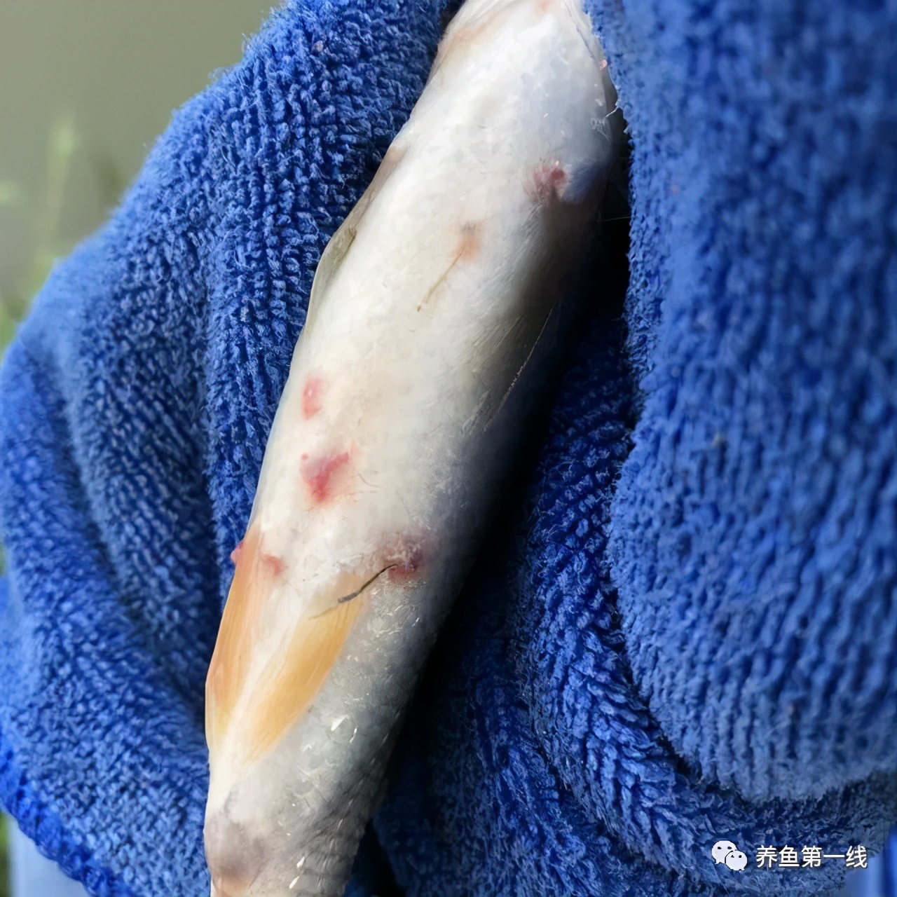 鱼身上有红斑或者虫体——这就是最顽固最难对付的鱼类锚头蚤病