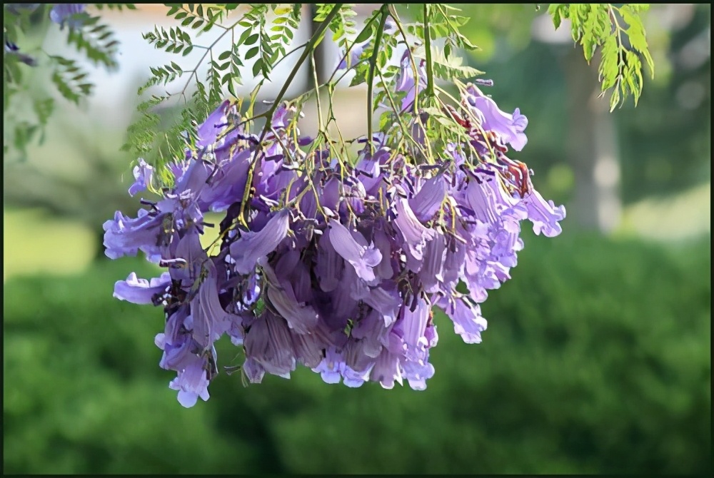 淡紫色的花成為昆明新景 藍花楹的花語和故事你知道嗎 娜就讀書吧 Mdeditor