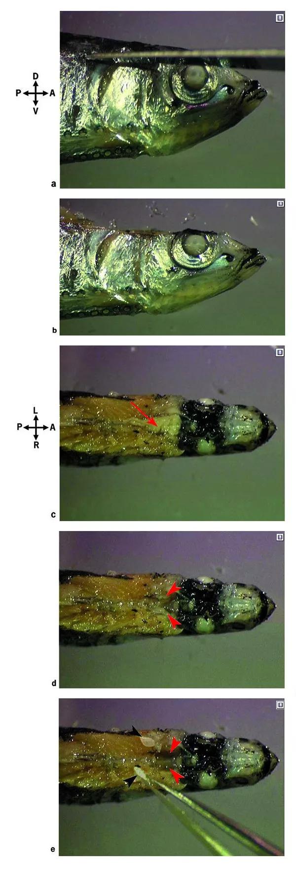 了解魚的耳石：魚類內(nèi)耳中的硬組織，聽覺、平衡和加速等感覺功能