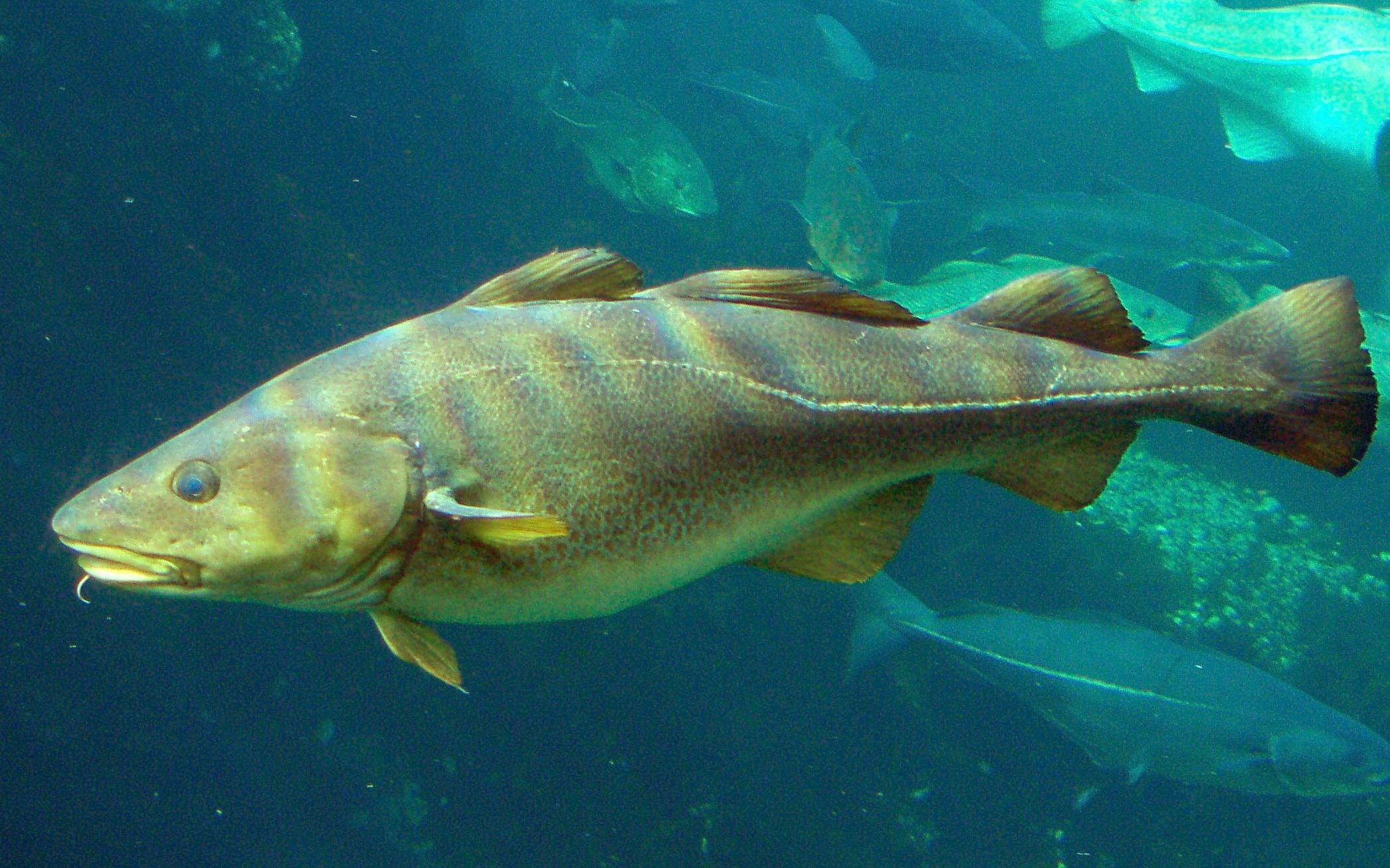 大西洋鳕鱼的身姿以前每年夏天,鳕鱼都来到近岸活动.