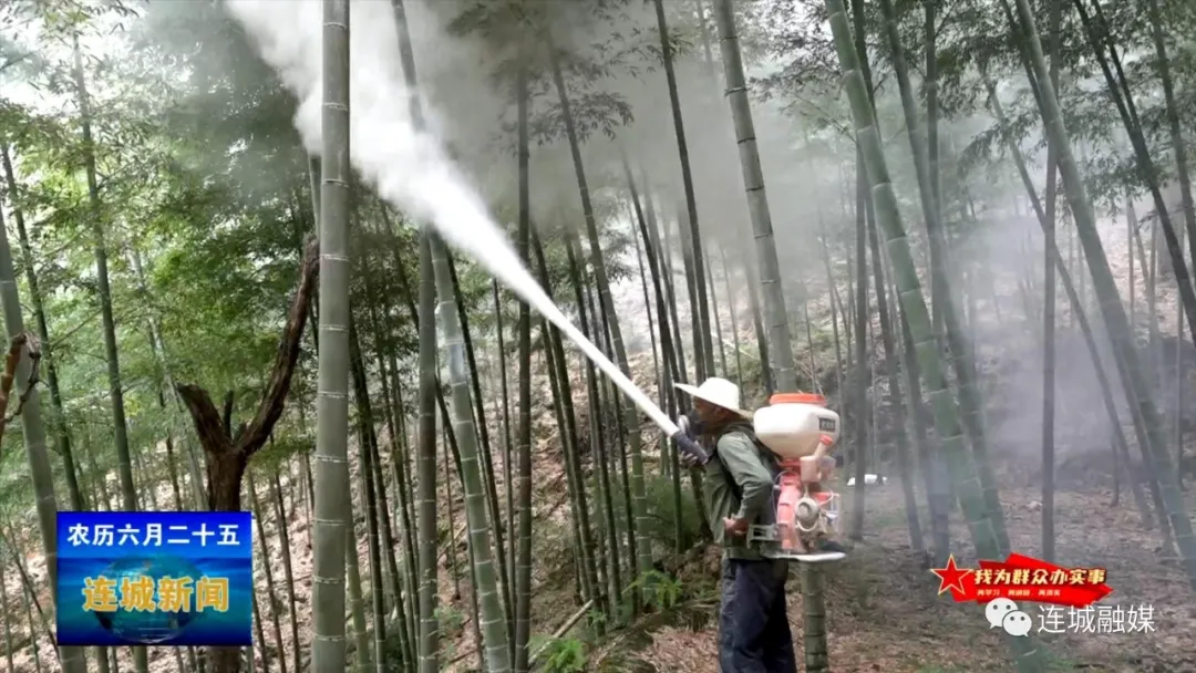 连城：治理虫害解民忧 扎实为民办实事