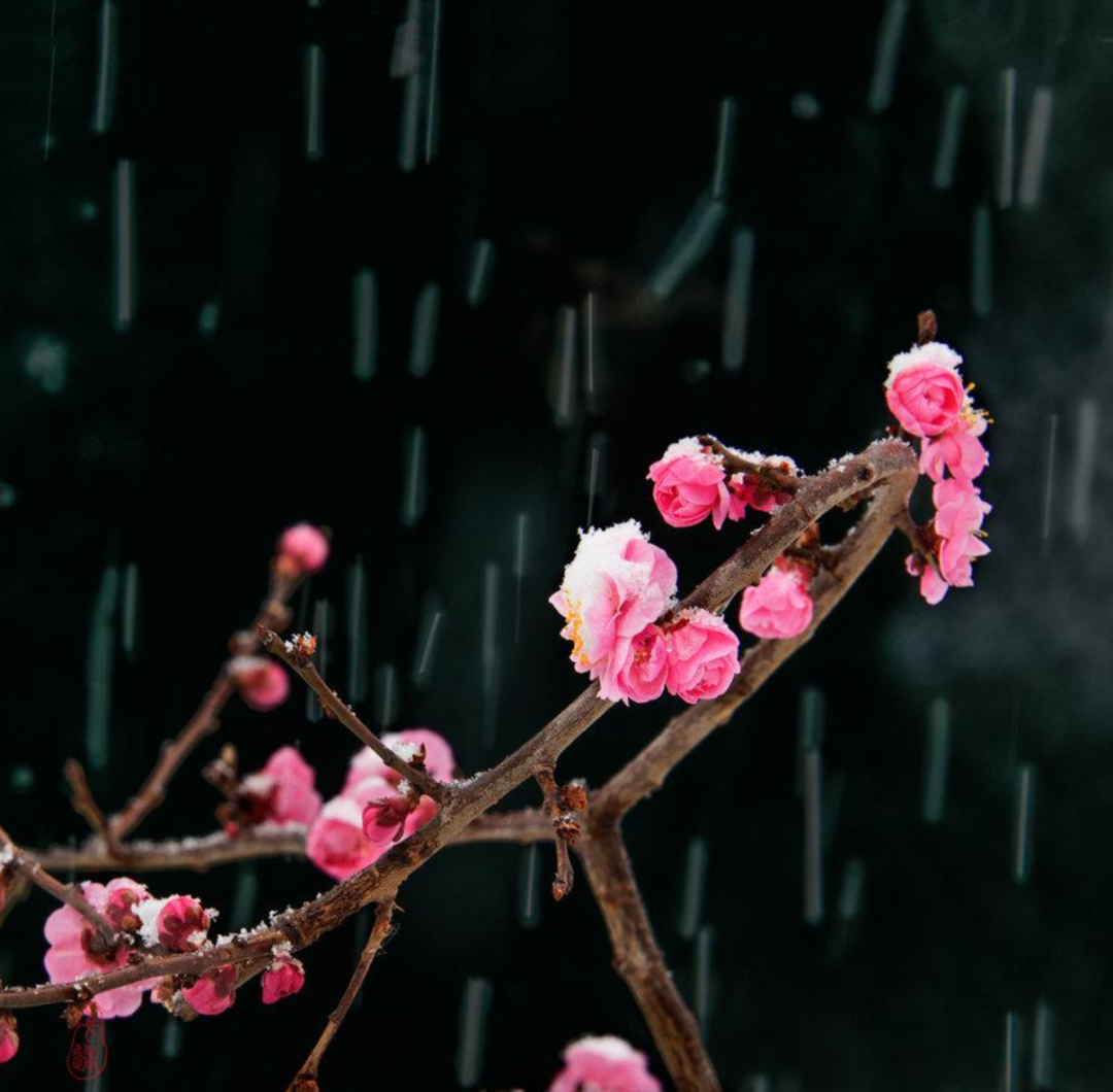 ​梅花香自苦寒来，十首观梅的诗词，一起欣赏美丽的梅花吧-第8张图片-非凡网
