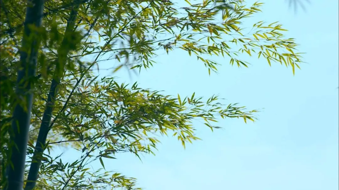 风景视频素材难找？别急，33段江南古镇小桥流水人文风景视频素材