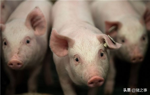 心如刀割，猪价“大跳水”，北方进入11时代，黑
