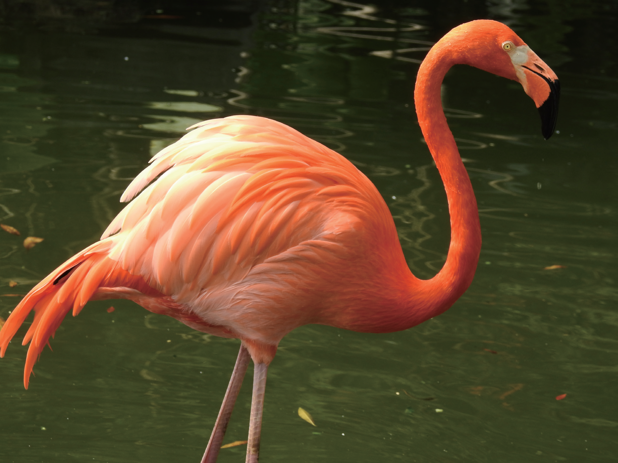 喜欢一条腿站立的大红鹳为何屡次现身新疆？