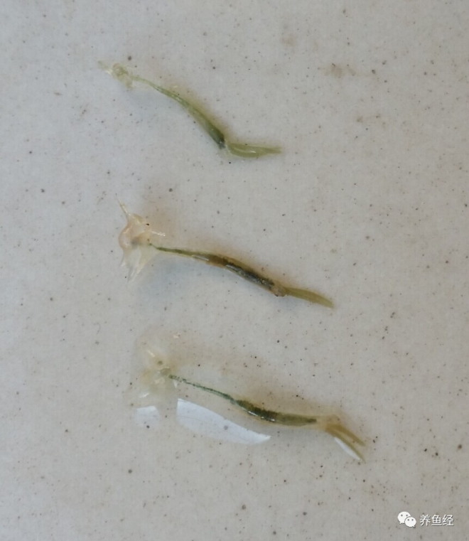 难以杀灭的锚头蚤如何根治 草本驱虫净锚头蚤的克星