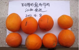 目前龙灯化学的柑橘保鲜处理主要以百可得为核心,搭配咪鲜胺,抑霉唑等