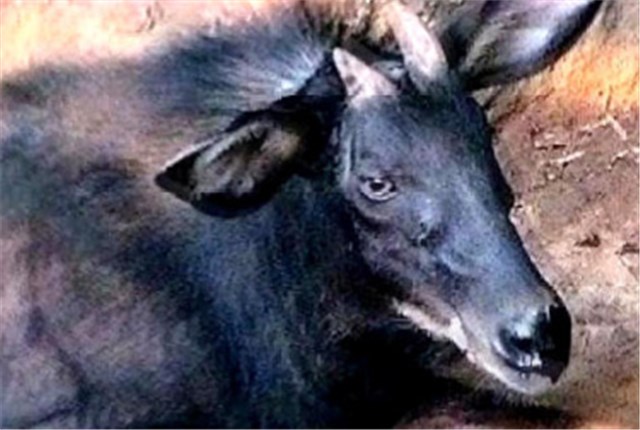 浙江大爷偶遇“四不像”，牛面驴耳鹿角，专家