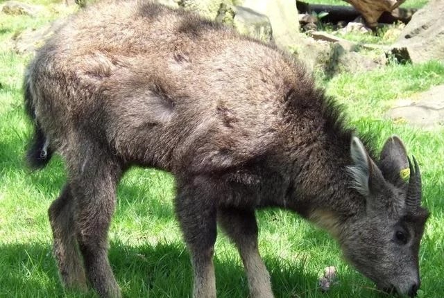浙江大爷偶遇“四不像”，牛面驴耳鹿角，专家