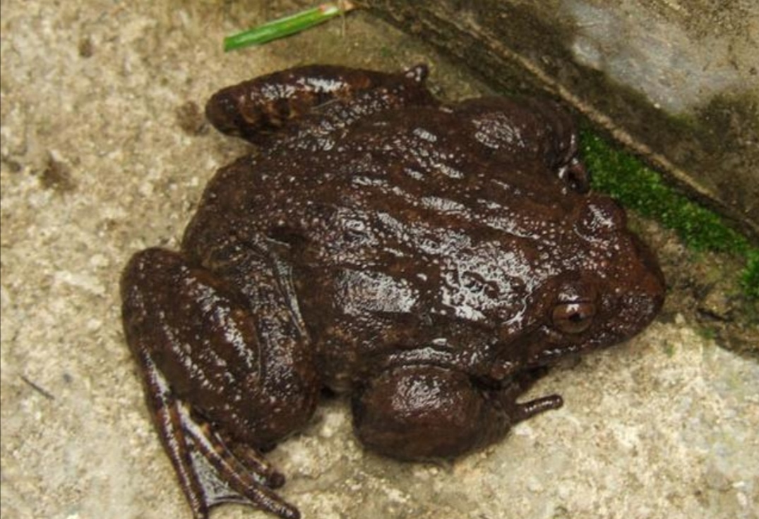 野生奇珍稀有动物——棘胸蛙，是空谷幽境深涧溪流之中的活体人参