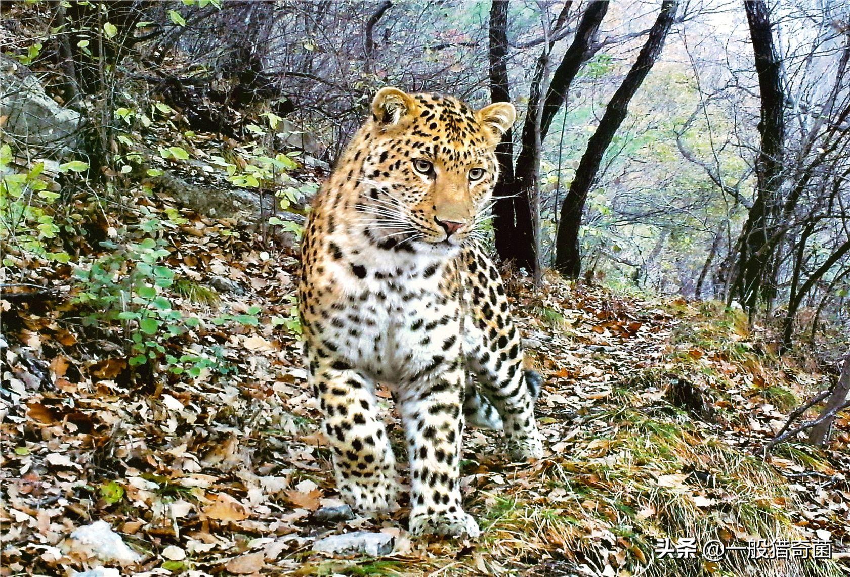 全國多地大型食肉動物蹤跡頻現，這代表了什么？是好事還是壞事？